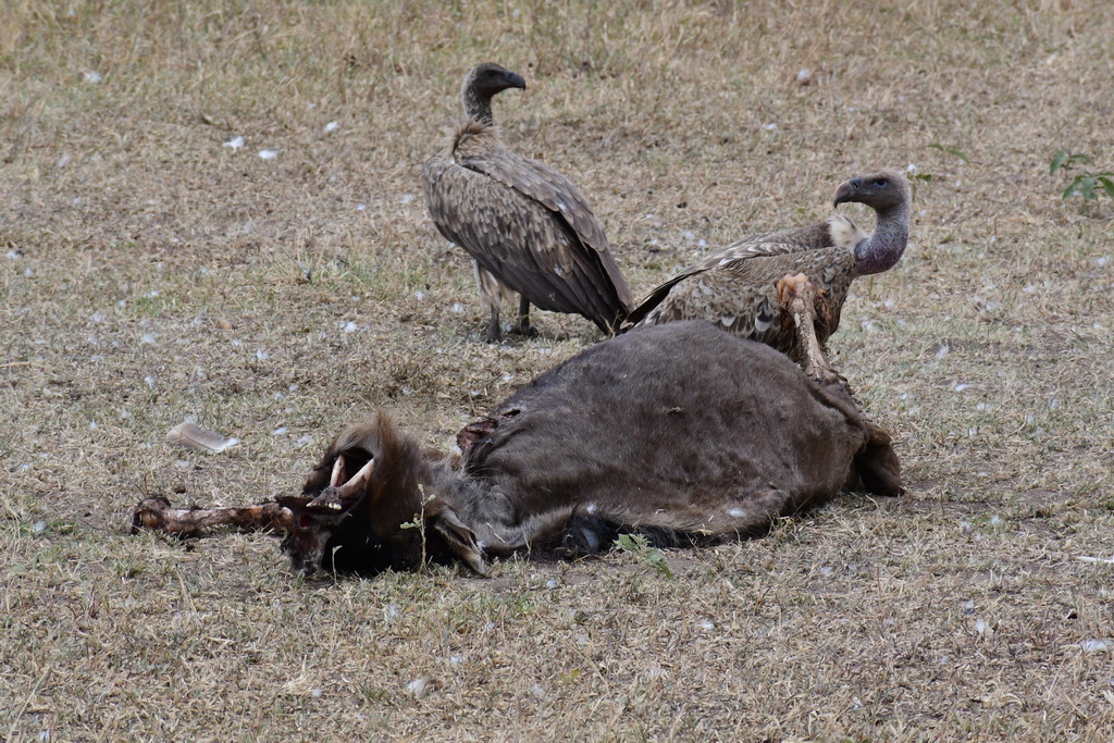 Drive to Central Serengeti